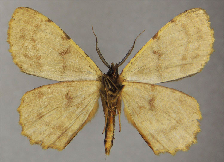 /filer/webapps/moths/media/images/C/cellularis_Colocleora_HT_ZSMb.jpg