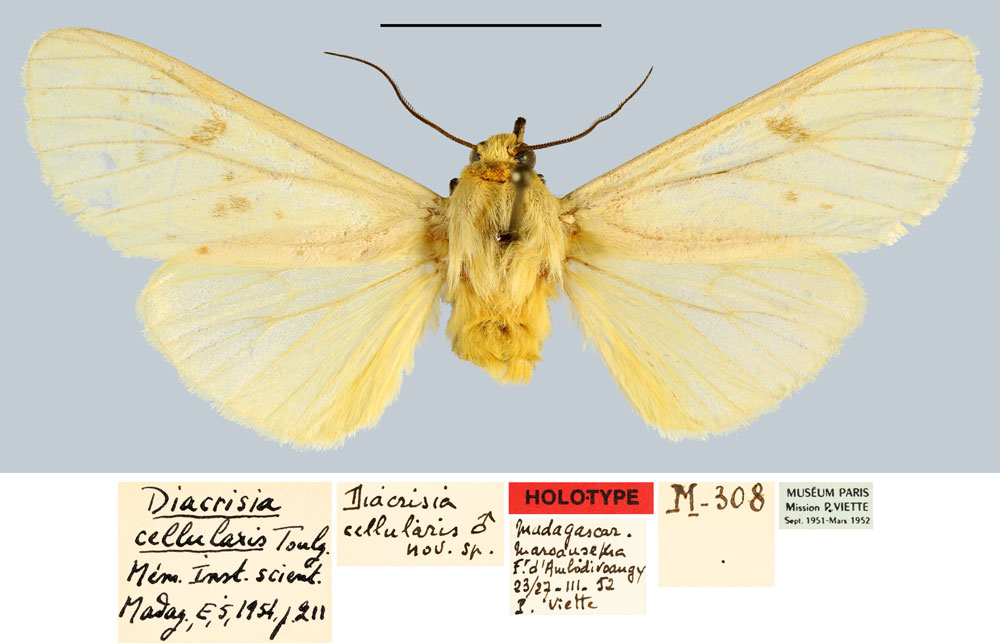 /filer/webapps/moths/media/images/C/cellularis_Diacrisia_HT_MNHN.jpg