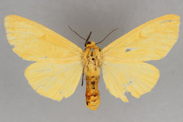 /filer/webapps/moths/media/images/C/cellularis_Madagascarctia_AF_BMNH.jpg