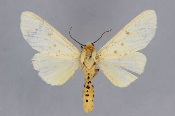 /filer/webapps/moths/media/images/C/cellularis_Madagascarctia_AM_BMNH.jpg