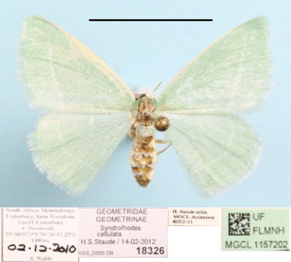 /filer/webapps/moths/media/images/C/cellulata_Syndromodes_A_MGCLa_01.JPG