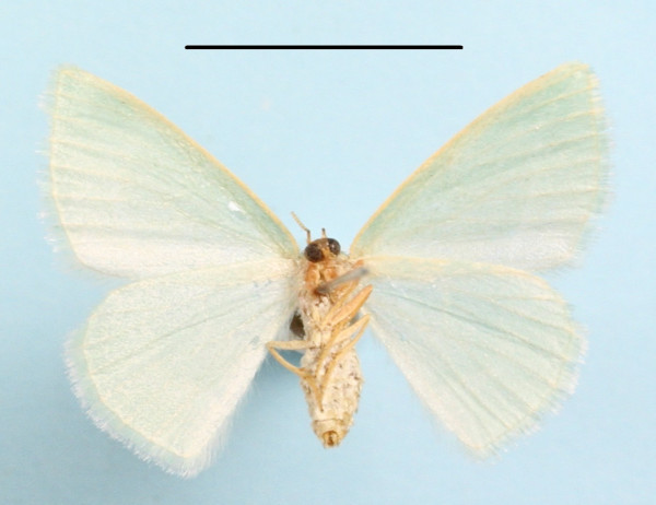 /filer/webapps/moths/media/images/C/cellulata_Syndromodes_A_MGCLb_01.JPG