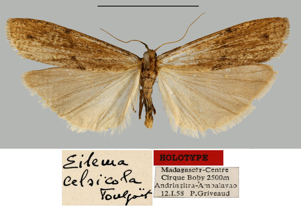 /filer/webapps/moths/media/images/C/celsicola_Eilema_HT_MNHN.jpg
