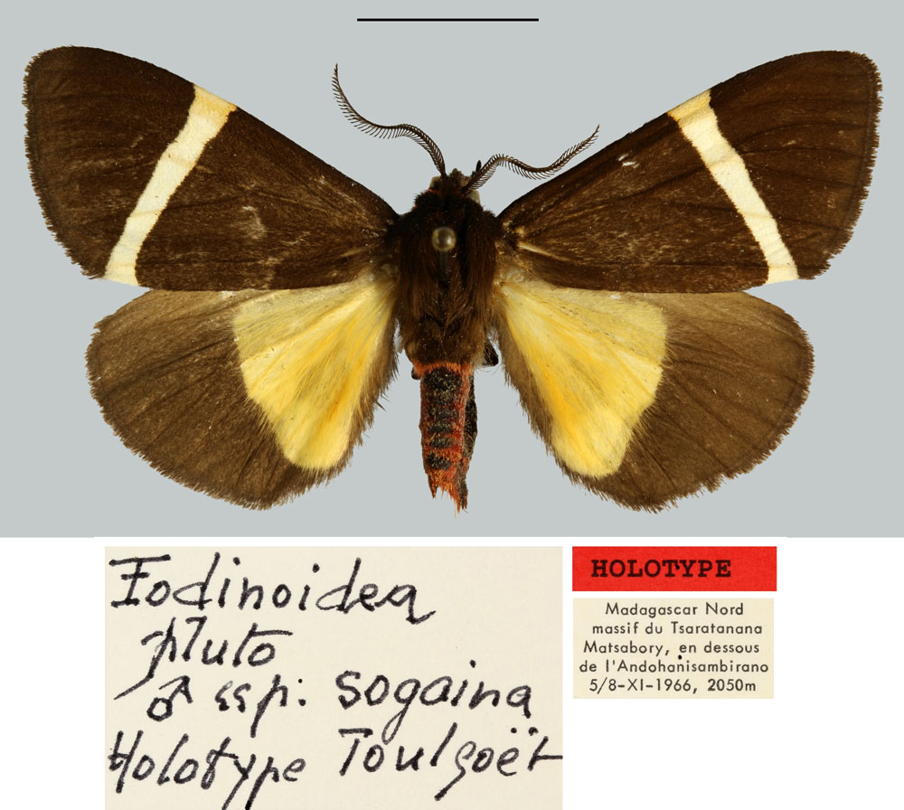 /filer/webapps/moths/media/images/C/celsicola_Fodinoidea_HT_MNHN.jpg