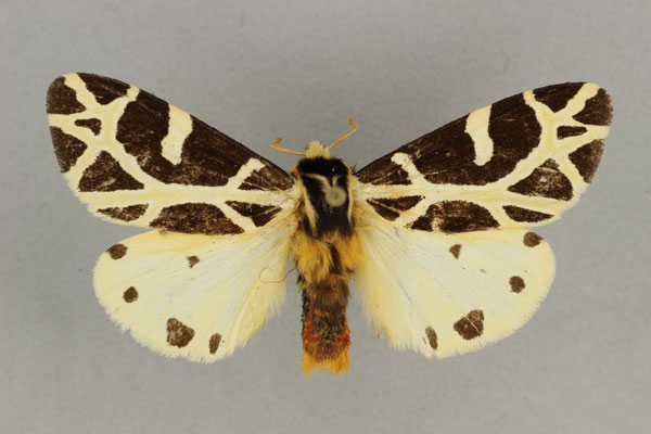 /filer/webapps/moths/media/images/C/celsicola_Seydelia_PT_BMNH.jpg
