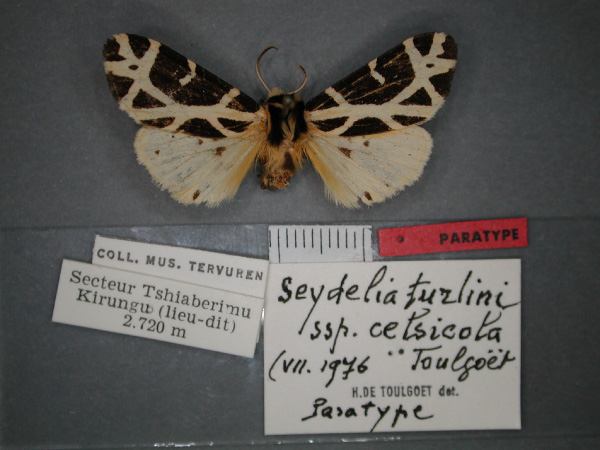 /filer/webapps/moths/media/images/C/celsicola_Seydelia_PT_RMCA_01.jpg