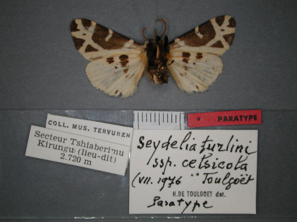 /filer/webapps/moths/media/images/C/celsicola_Seydelia_PT_RMCA_02.jpg