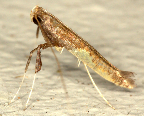 /filer/webapps/moths/media/images/C/celtina_Caloptilia_A_Heynsa.jpg