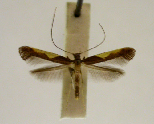 /filer/webapps/moths/media/images/C/celtina_Caloptilia_PT_TMSA5617.jpg