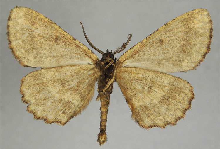 /filer/webapps/moths/media/images/C/cenchris_Hypomecis_HT_ZSMb.jpg