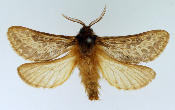 /filer/webapps/moths/media/images/C/centaurica_Gorgopis_AM_TMSA_02.jpg