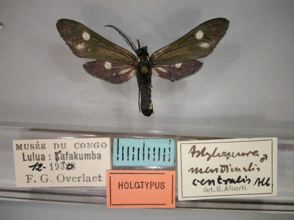 /filer/webapps/moths/media/images/C/centralis_Astyloneura_HT_RMCA_01.jpg