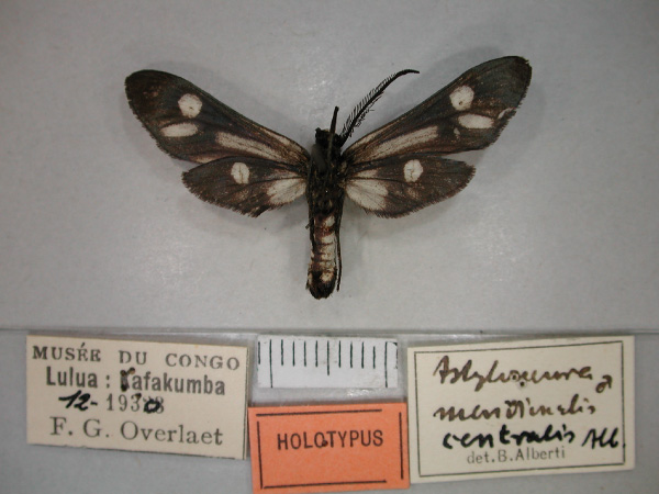 /filer/webapps/moths/media/images/C/centralis_Astyloneura_HT_RMCA_02.jpg