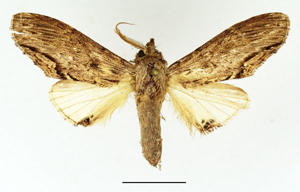/filer/webapps/moths/media/images/C/centralis_Atrasana_AM_Basquin.jpg
