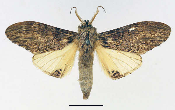 /filer/webapps/moths/media/images/C/centralis_Atrasana_AM_Basquin_01.jpg