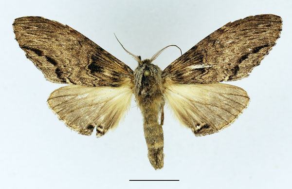 /filer/webapps/moths/media/images/C/centralis_Atrasana_AM_Basquin_03.jpg