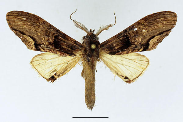 /filer/webapps/moths/media/images/C/centralis_Atrasana_AM_Basquin_05.jpg