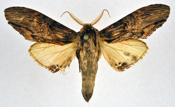 /filer/webapps/moths/media/images/C/centralis_Atrasana_AM_NHMO.jpg