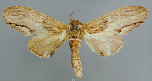 /filer/webapps/moths/media/images/C/centralis_Atrasana_AT_RMCA_.jpg