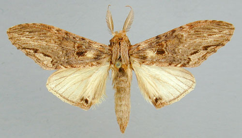 /filer/webapps/moths/media/images/C/centralis_Atrasana_A_RMCA.jpg