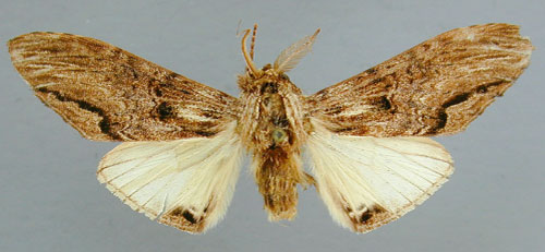 /filer/webapps/moths/media/images/C/centralis_Atrasana_HT_RMCA.jpg