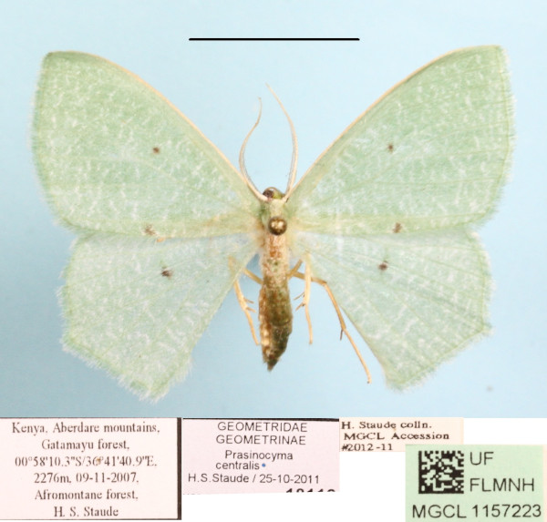 /filer/webapps/moths/media/images/C/centralis_Prasinocyma_A_MGCLa_01.JPG