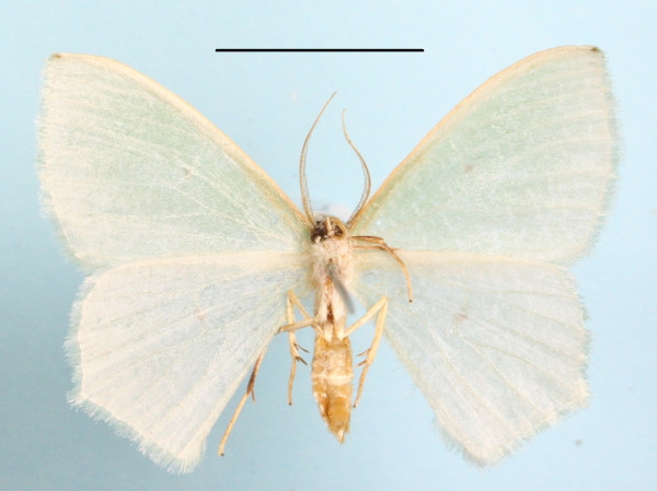 /filer/webapps/moths/media/images/C/centralis_Prasinocyma_A_MGCLb_01.JPG