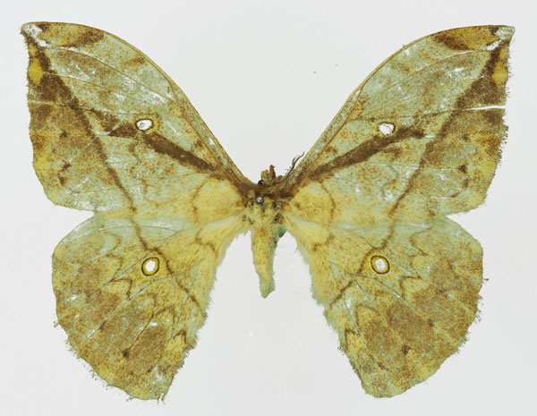 /filer/webapps/moths/media/images/C/centralis_Pselaphelia_AF_Basquina.jpg