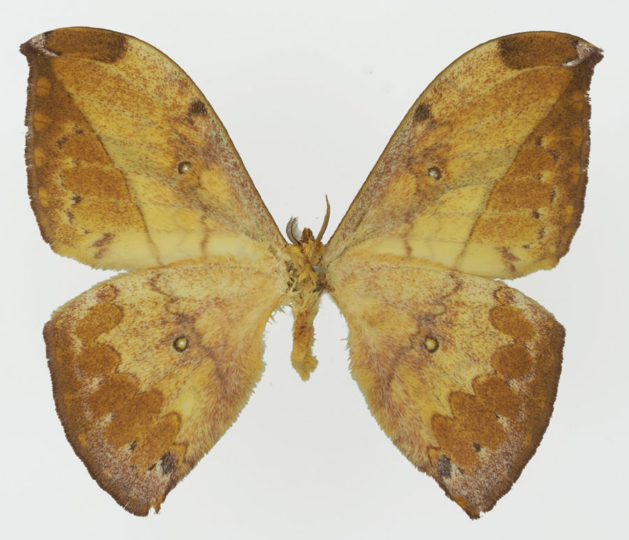 /filer/webapps/moths/media/images/C/centralis_Pselaphelia_HT_Basquinb.jpg