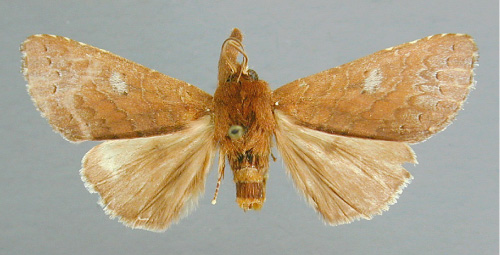 /filer/webapps/moths/media/images/C/centralis_Scranciola_HT_RMC.jpg