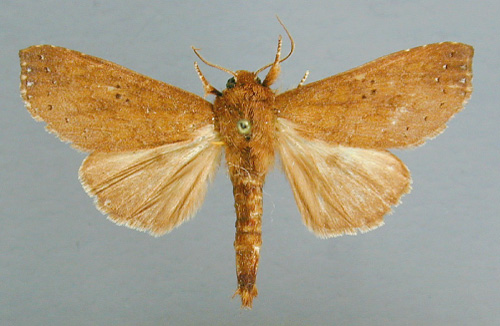 /filer/webapps/moths/media/images/C/centralis_Scranciola_PT_RMC.jpg
