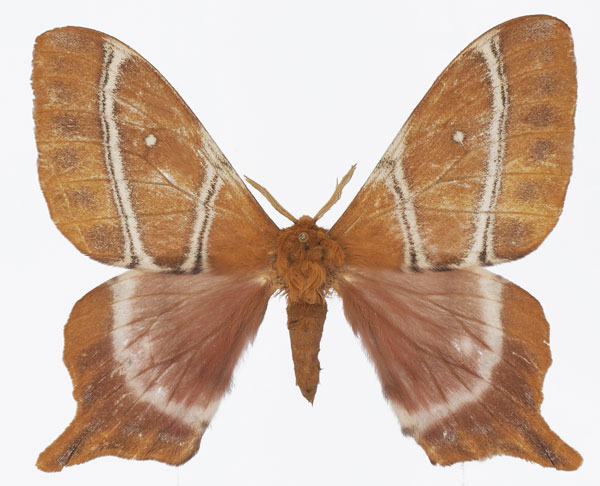 /filer/webapps/moths/media/images/C/centralis_Urota_AM_Basquin_02.jpg
