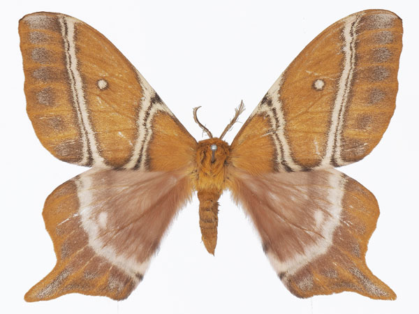 /filer/webapps/moths/media/images/C/centralis_Urota_AM_Basquina.jpg