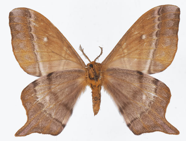 /filer/webapps/moths/media/images/C/centralis_Urota_AM_Basquinb.jpg