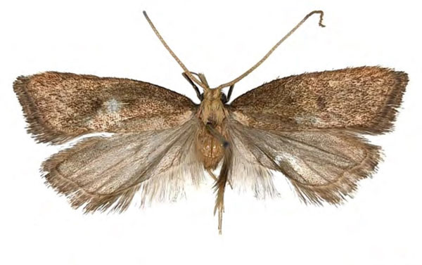 /filer/webapps/moths/media/images/C/centriella_Eridachtha_HT_NHMUK.jpg