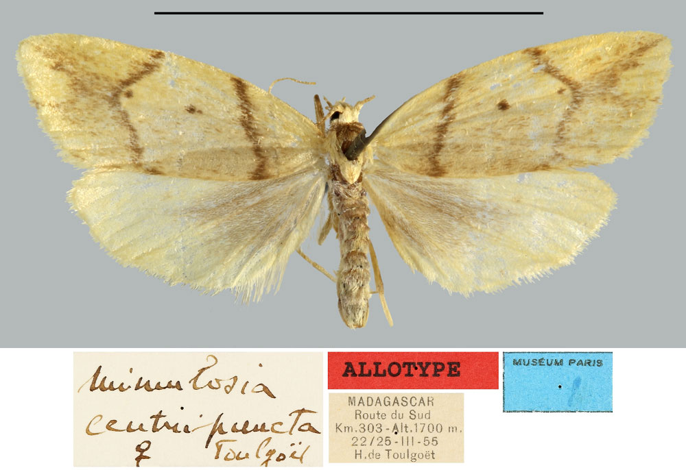 /filer/webapps/moths/media/images/C/centripuncta_Mimulosia_AT_MNHN.jpg