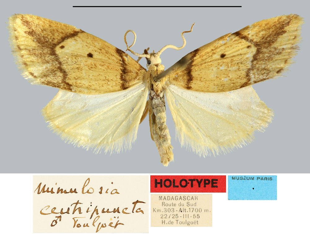 /filer/webapps/moths/media/images/C/centripuncta_Mimulosia_HT_MNHN.jpg