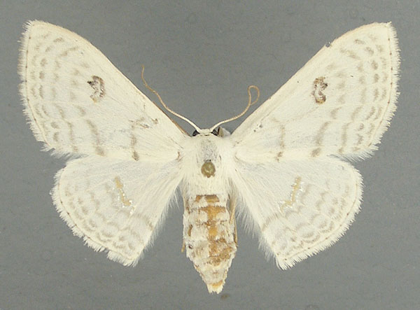 /filer/webapps/moths/media/images/C/centrophora_Somatina_AF_TMSA.jpg