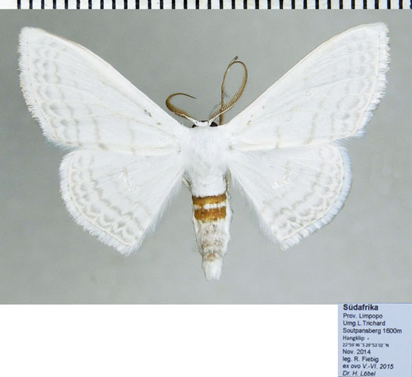 /filer/webapps/moths/media/images/C/centrophora_Somatina_AM_ZSM.jpg