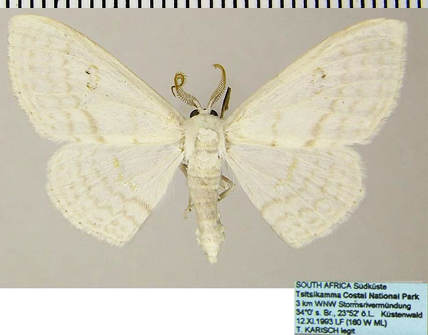 /filer/webapps/moths/media/images/C/centrophora_Somatina_AM_ZSMa.jpg