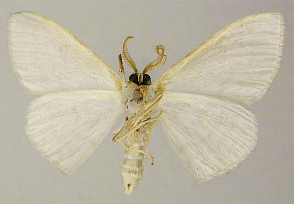 /filer/webapps/moths/media/images/C/centrophora_Somatina_AM_ZSMb.jpg