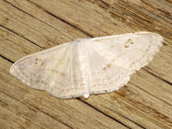 /filer/webapps/moths/media/images/C/centrophora_Somatina_A_Braun.jpg