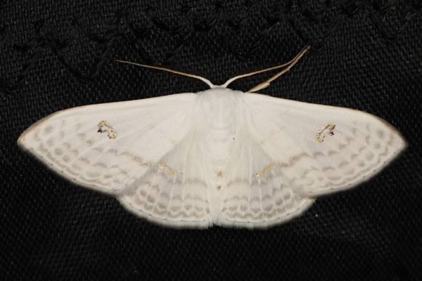 /filer/webapps/moths/media/images/C/centrophora_Somatina_A_Heyns_01.JPG