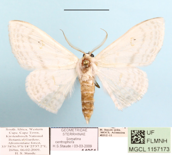 /filer/webapps/moths/media/images/C/centrophora_Somatina_A_MGCL_01.jpg