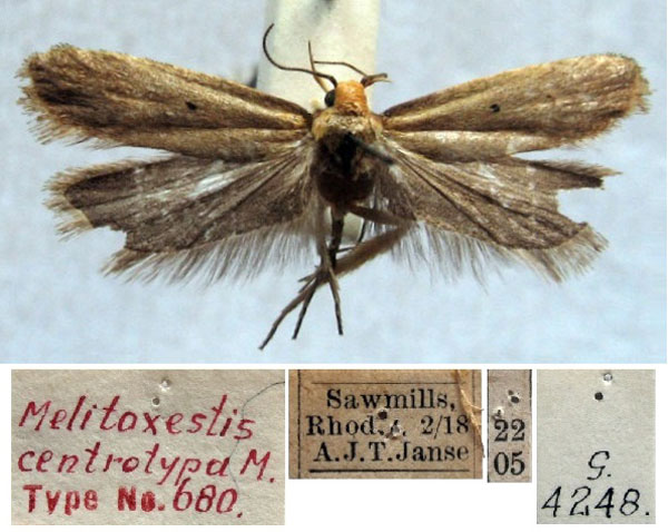 /filer/webapps/moths/media/images/C/centrotypa_Melitoxestis_HT_TMSA.jpg