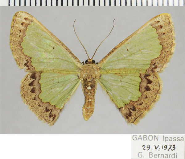 /filer/webapps/moths/media/images/C/cepa_Zamarada_AF_ZSM.jpg
