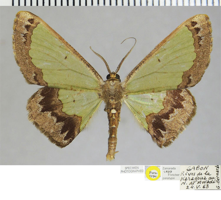 /filer/webapps/moths/media/images/C/cepa_Zamarada_PTM_ZSM.jpg