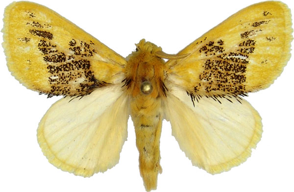 /filer/webapps/moths/media/images/C/ceramozona_Euproctis_AM_MCJM.jpg