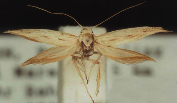 /filer/webapps/moths/media/images/C/ceratella_Scythris_HT_ZMUC.jpg