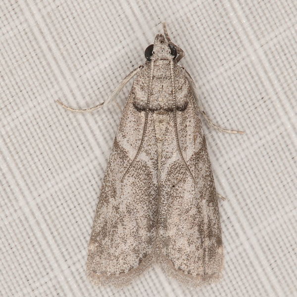 /filer/webapps/moths/media/images/C/ceratoniae_Ectomyelois_A_Heyns_01.JPG